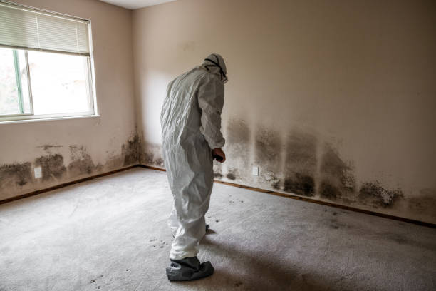 Reliable Allendale, NJ Mold Removal Solutions